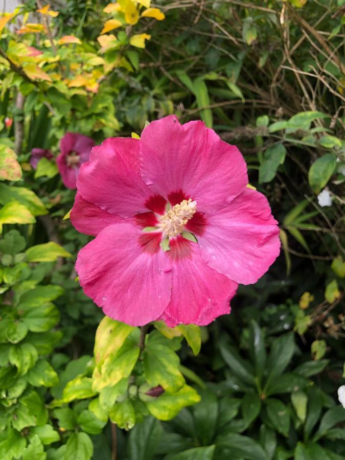 Chaseborough Farm Bed and Breakfast Verwood Exteriör bild