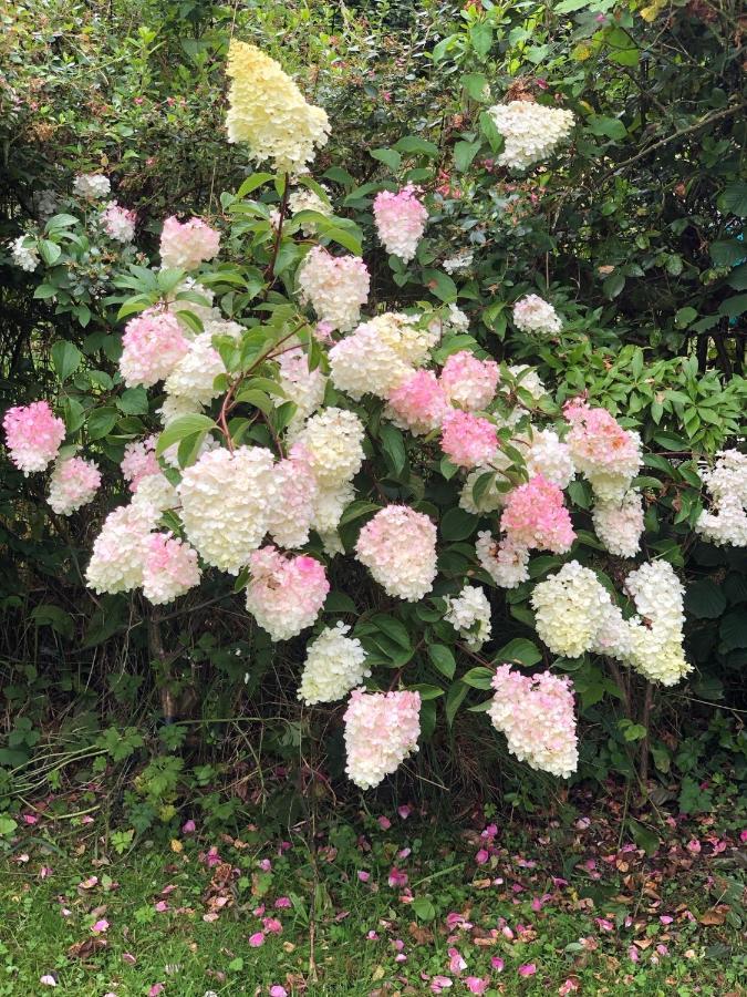 Chaseborough Farm Bed and Breakfast Verwood Exteriör bild